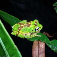 Pseudophilautus poppiae Megaskumbura & Manamendra-Arachcchi, 2005